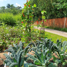 The Earthworks vegetable patch