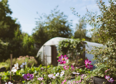 Flowers and plants outside the greenhouse