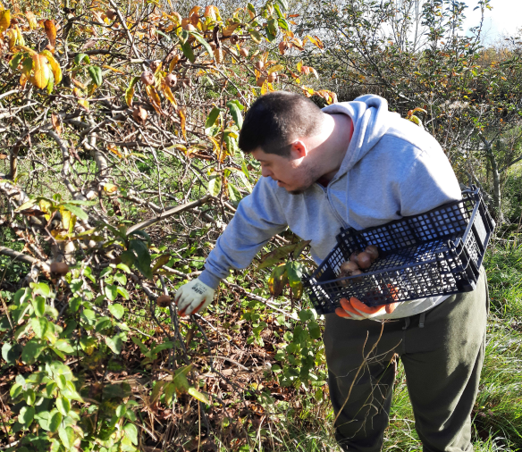 An Earthworker holding a black plastic crate, collecting fruits from a tree