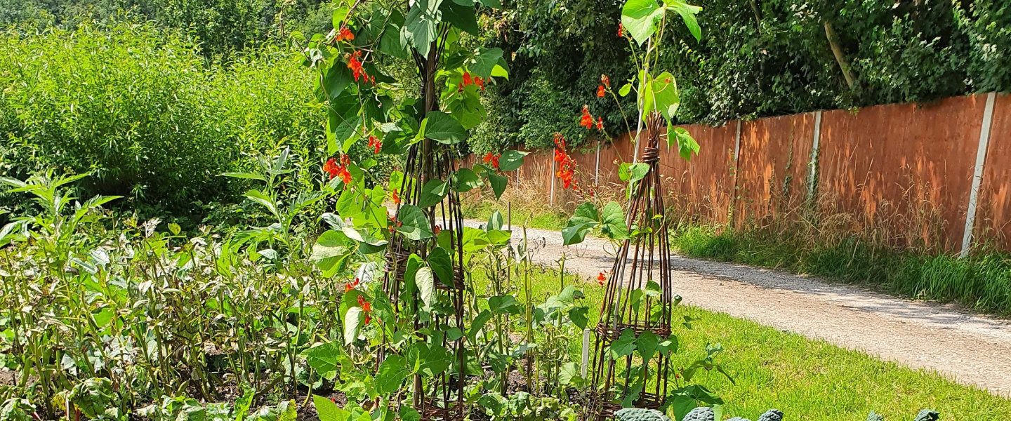 A view of the gardens, and a pathway and wooden fence alongside