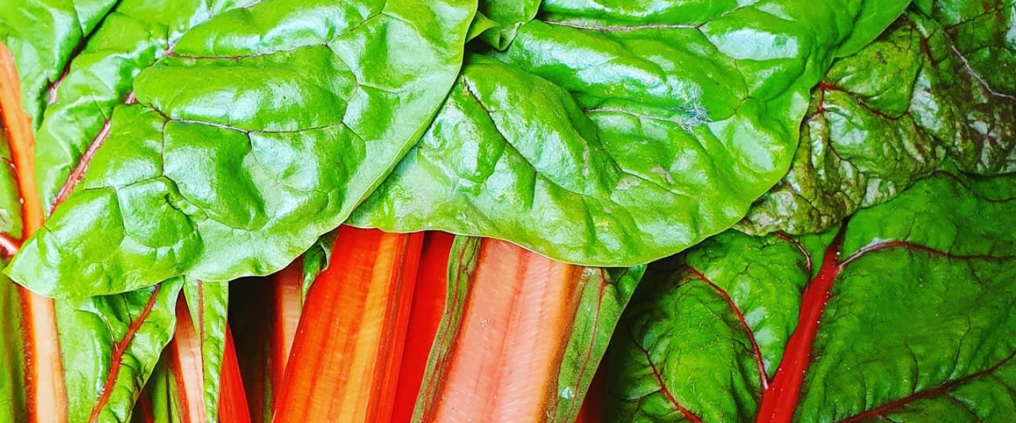 A close up of our freshly grown rhubarb