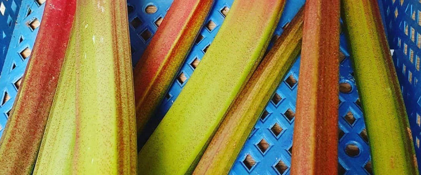 A close up of our freshly grown rhubarb