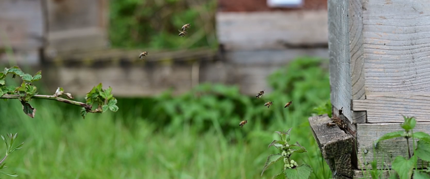 Bees flying into the bee hive