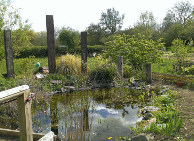 Our ponds surrounded by various plants