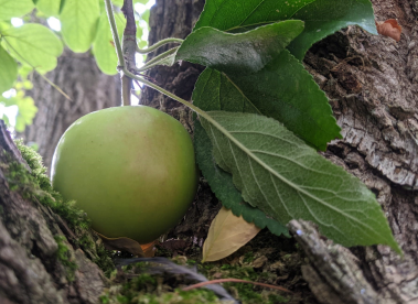 A green apple in the branch of a tree
