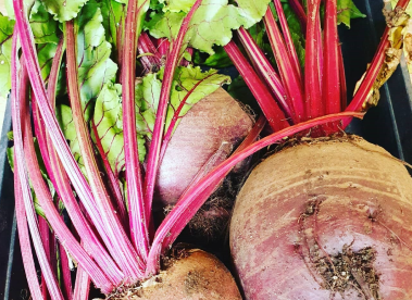 A close-up view of some freshly-picked beets