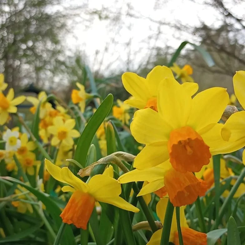 yellow and orange daffodil flowers