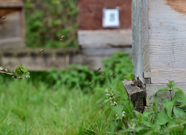 Bees flying into the bee hive