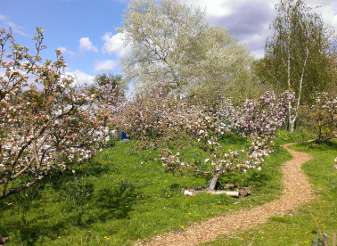 The apple trees in our heritage orchard
