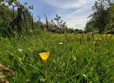 Our wildflower meadow with yellow buttercups