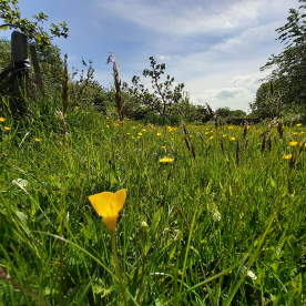 Our wildflower meadow with yellow buttercups